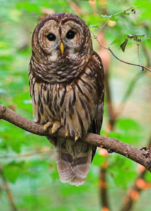 Real Rainbowless Owl